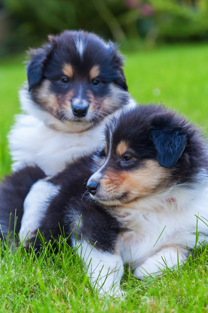 可爱的牧羊犬小狗在草地上