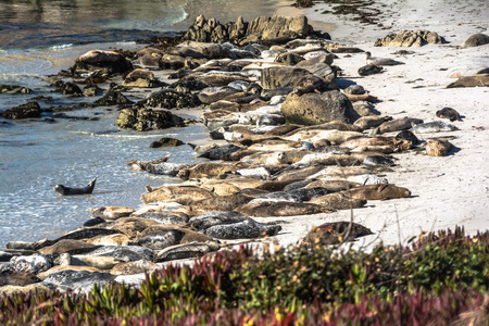 加州蒙特里海滩上的海狮