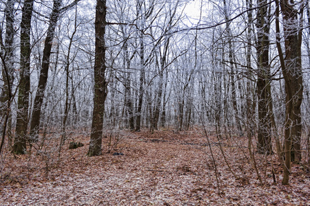 初冬的树木被霜遮掩