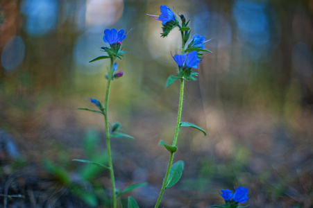 蓝色森林花