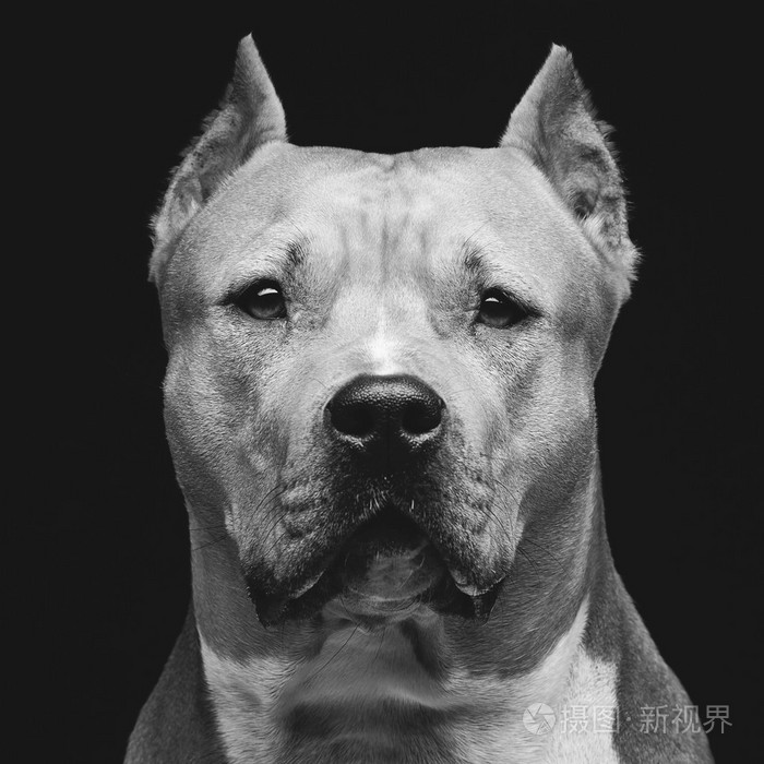 斯塔福郡斗牛犬