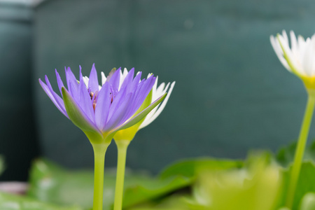 白色和紫色莲花