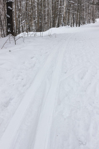 在树林里滑雪散步