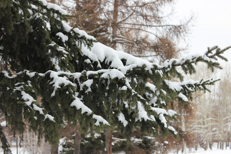 雪的树枝上