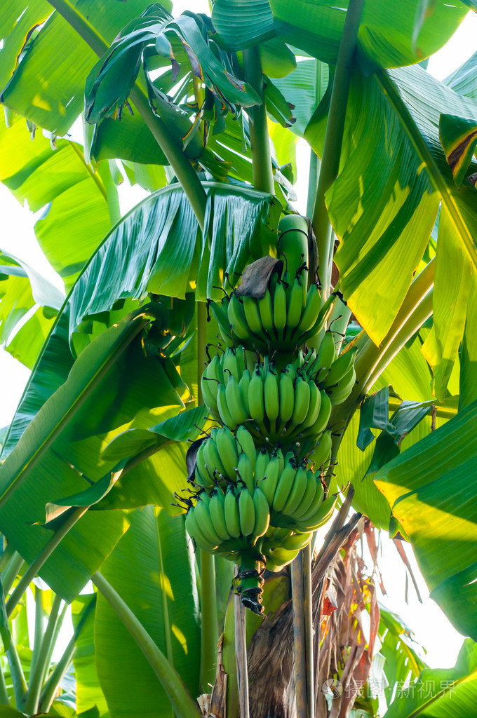 香蕉树的树枝上挂着的绿香蕉