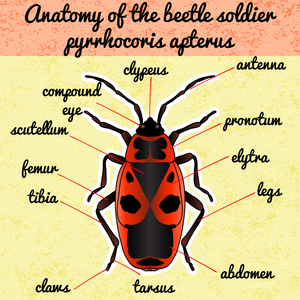 贴纸 pyrrhocoris 翅大头粪金龟.甲虫.bug 的士兵.firebug.