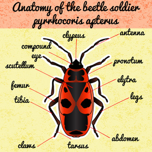 甲虫身体结构图图片