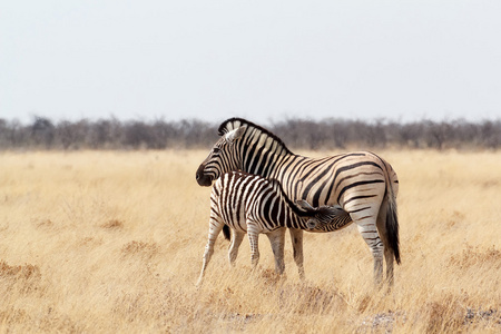 斑马与母亲在非洲丛林中的小马驹