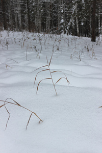 在雪中草