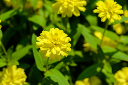 生动近 zinnia 花