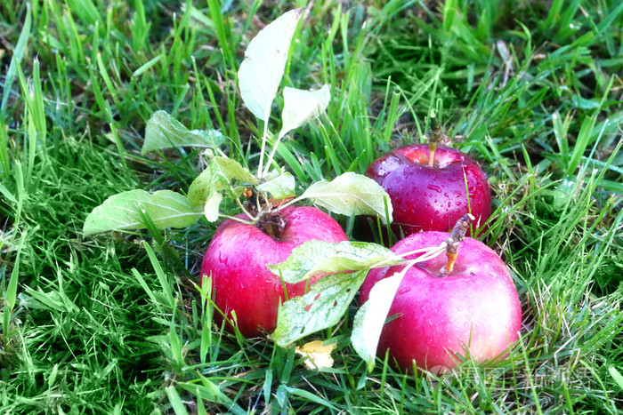 苹果和草