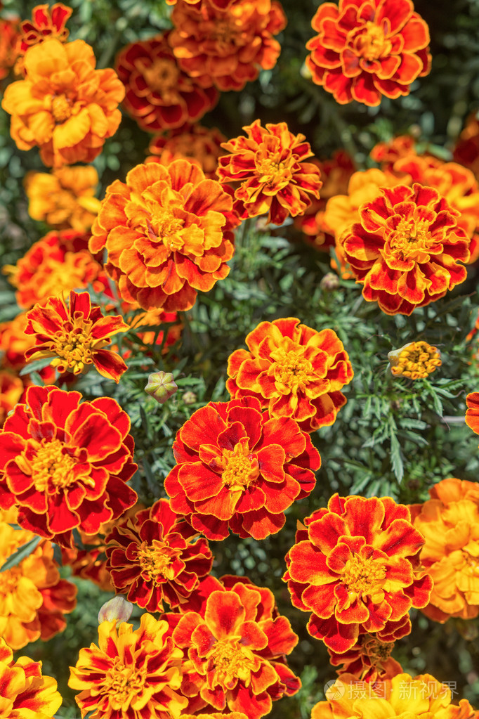 在花园里的黄色和橙色的万寿菊鲜花