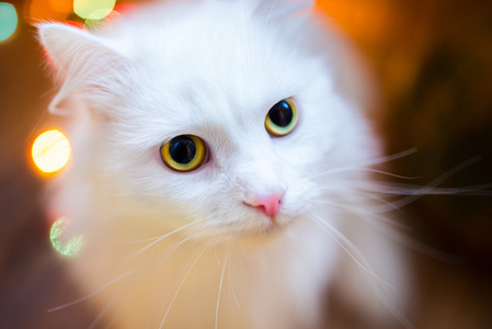白色的短毛猫的特写镜头