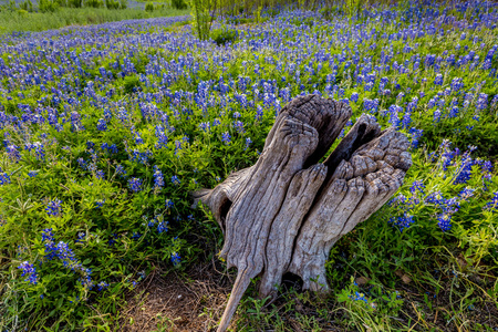 德州蓝帽野花领域的老树桩