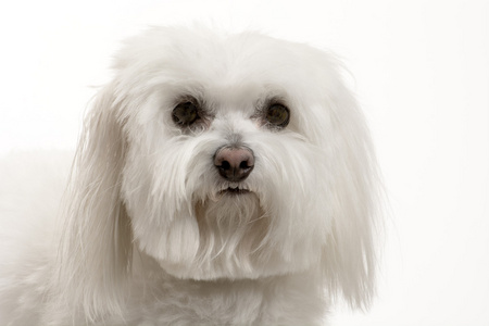 马耳他比熊犬图片