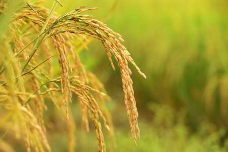 成熟的稻田水稻照片