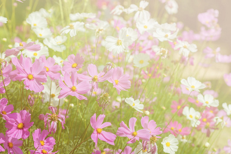 柔和的焦点在粉红色的宇宙在花园中