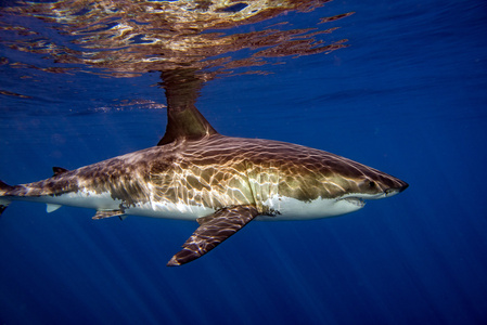 大白鲨准备攻击图片
