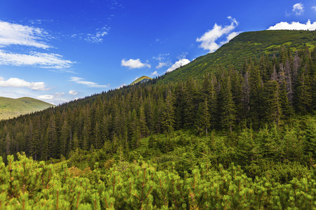 在喀尔巴阡夏日风景