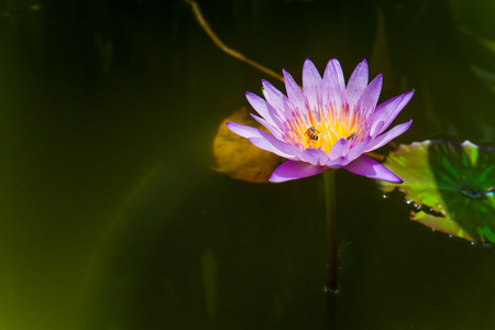 紫莲花与蜜蜂