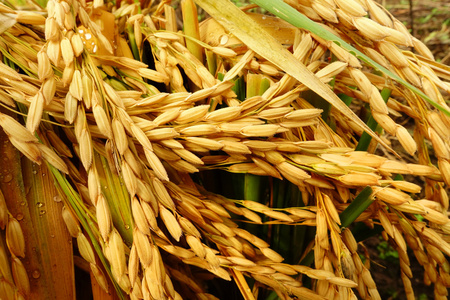 成熟的稻田水稻照片