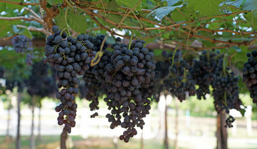在葡萄园里的葡萄收获