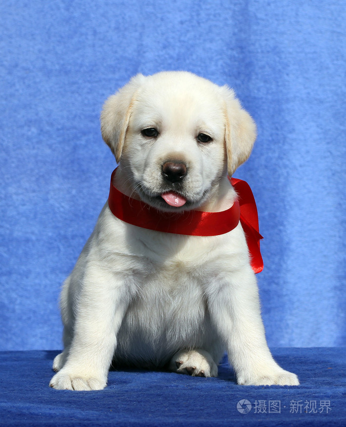 蓝色背景上漂亮的拉布拉多小狗