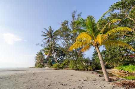 棕榈树叶子和棕榈树在美丽的海滩附近的海