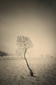 在孤独的树