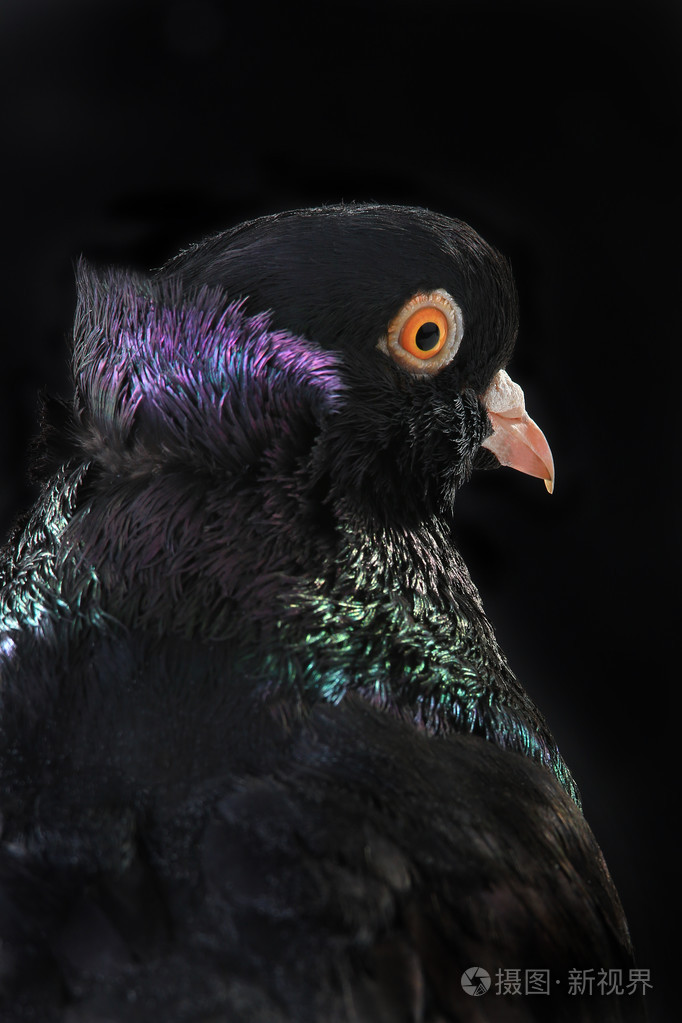 在一个黑色的黑鸽