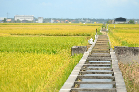 亚洲水稻作物在适耕庄，马来西亚
