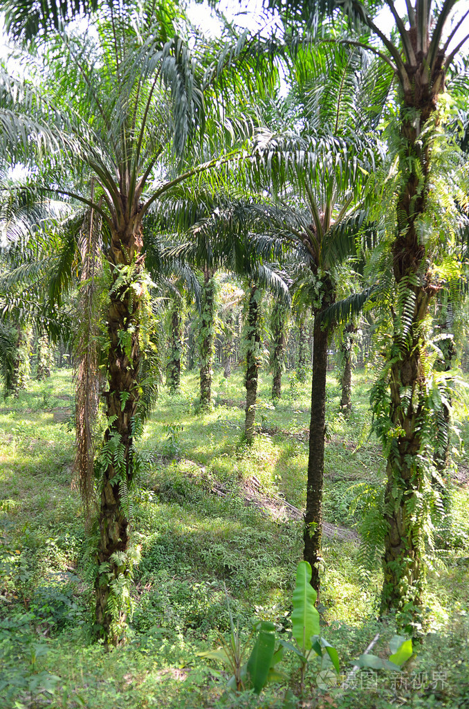 油棕园