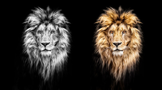 美丽的狮子，狮子在黑暗 油画颜料 软的肖像