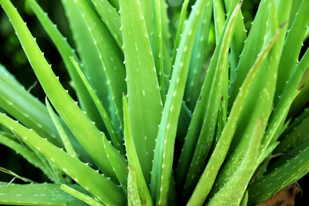 关闭芦荟植物叶子