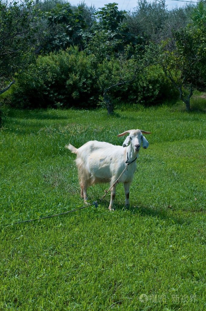 在绿色的草地上放牧的小山羊照片-正版商用图片1l6jj3-摄图新视界