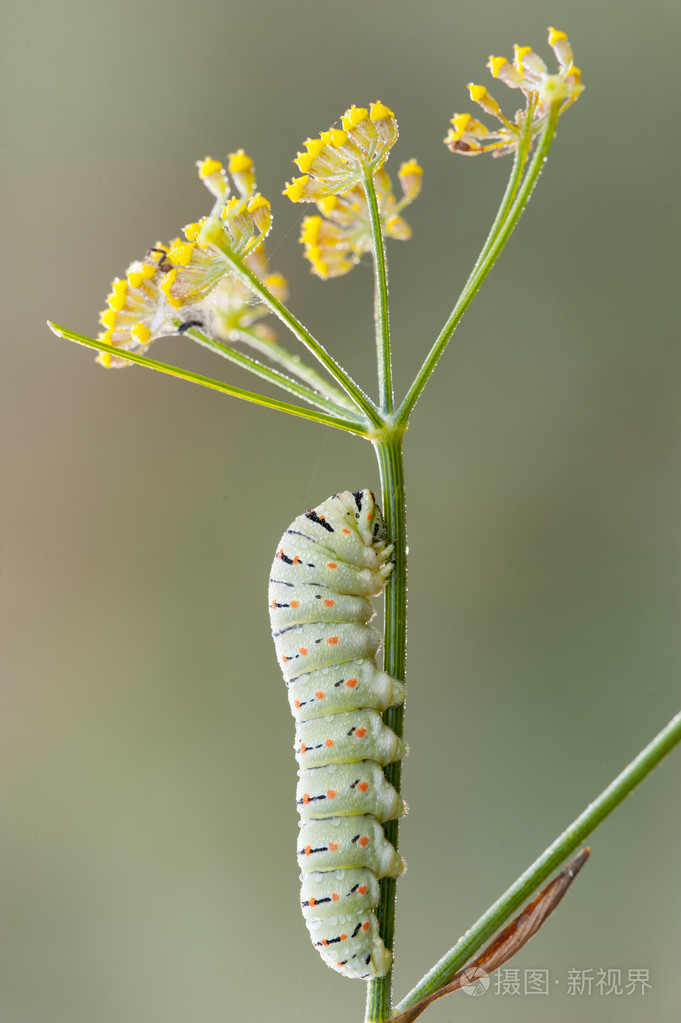 常见的黄色燕尾蝴蝶的毛毛虫
