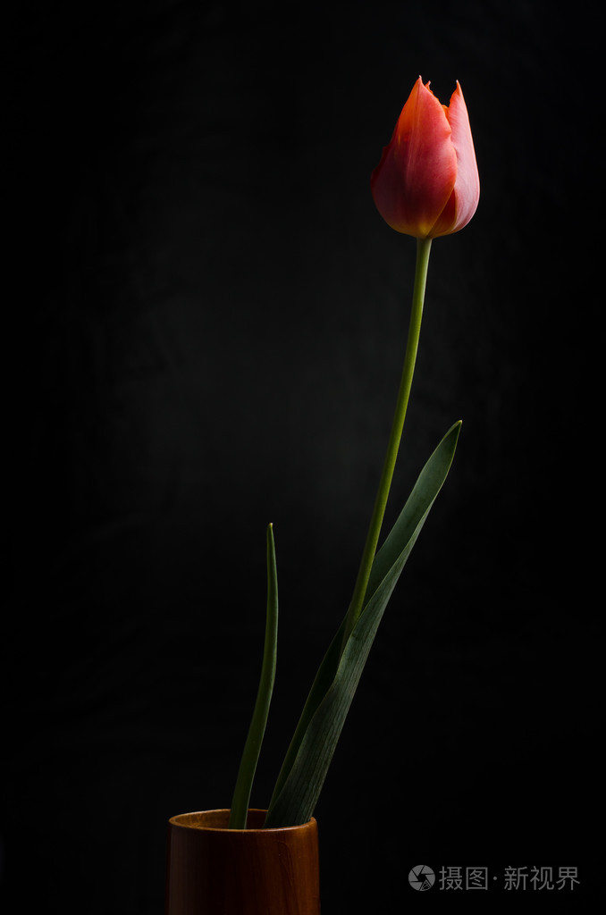黑色背景上的郁金香