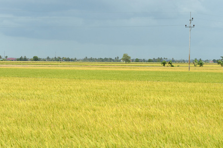 亚洲水稻作物在适耕庄，马来西亚