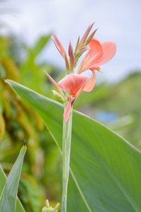 花园里的美人蕉花