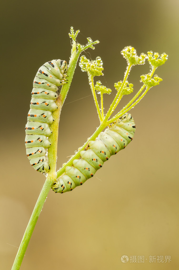 常见的黄色燕尾蝴蝶的毛毛虫照片-正版商用图片1l6ls2-摄图新视界