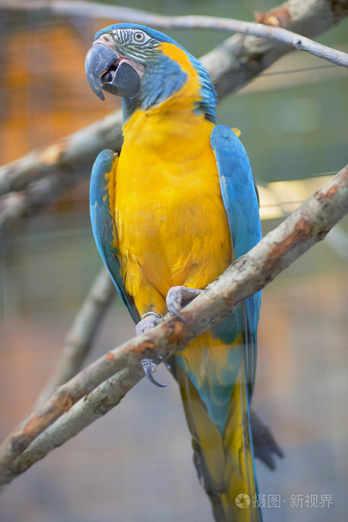 坐在一个分支上的鹦鹉