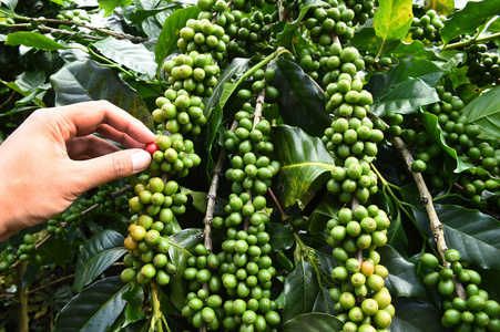 生产的咖啡豆收获