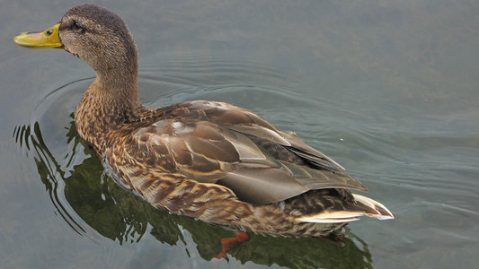 瓦尔代湖上的鸭子