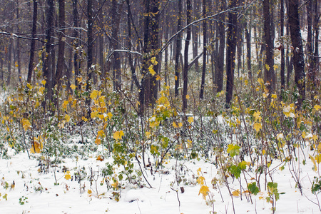 黄色和绿色的秋天森林覆盖着雪
