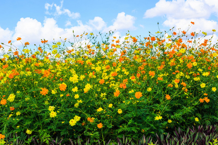 宇宙鲜花背景