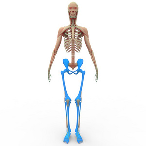 人类的骨架腿部关节与臀部和骨盆