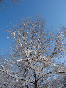 雪中树木的照片