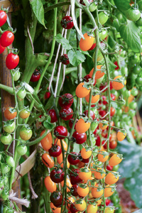 农业农场种植的番茄