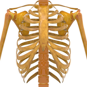 人类的肋骨图片