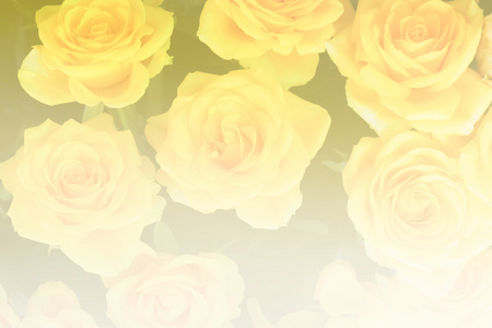 盛开的玫瑰花束彩色滤镜和软焦点
